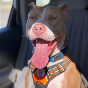 Meet your Posher, Dina